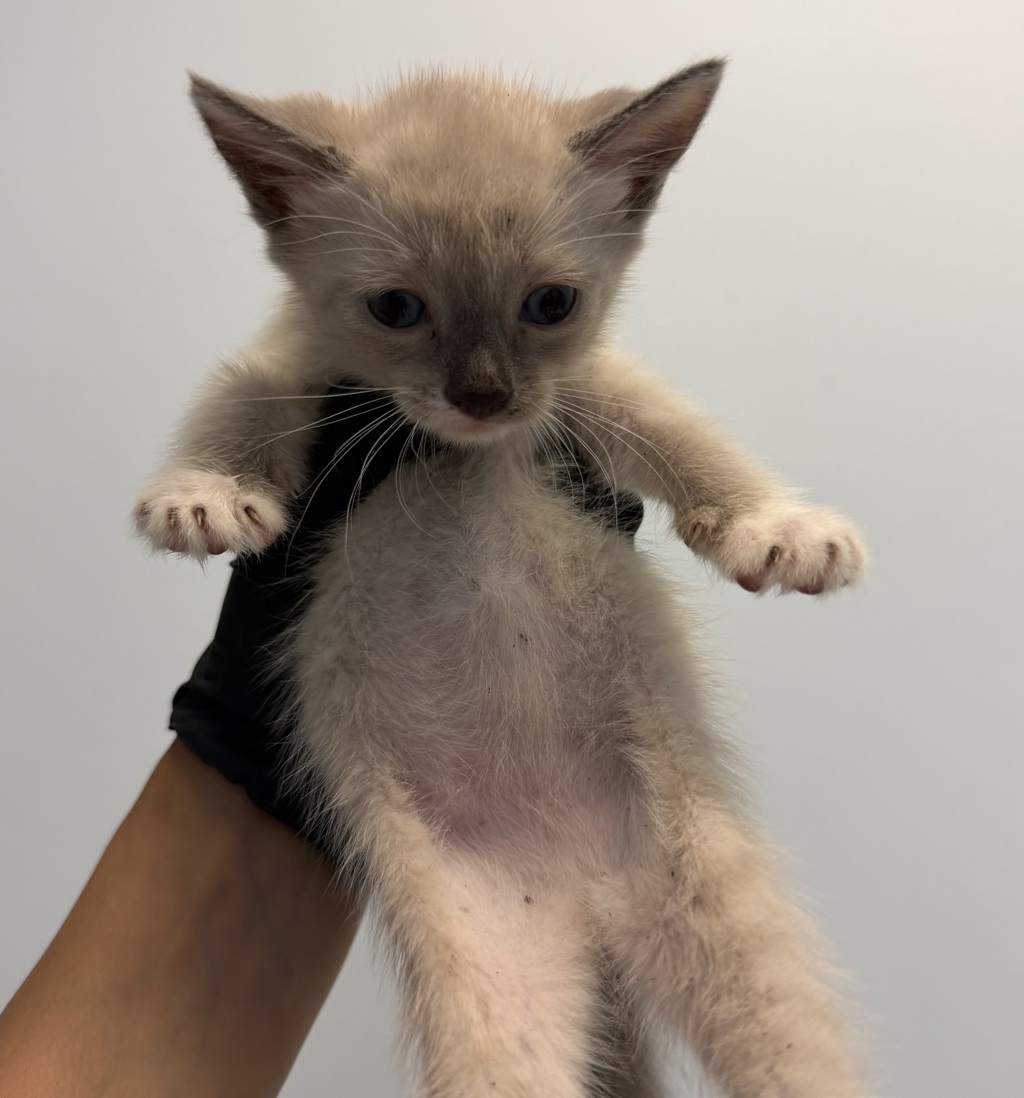 Shelter Stray Female Cat last seen Loma Alta, San Diego, CA, 92115, 5500 Gaines St, San Diego, CA 92110, USA