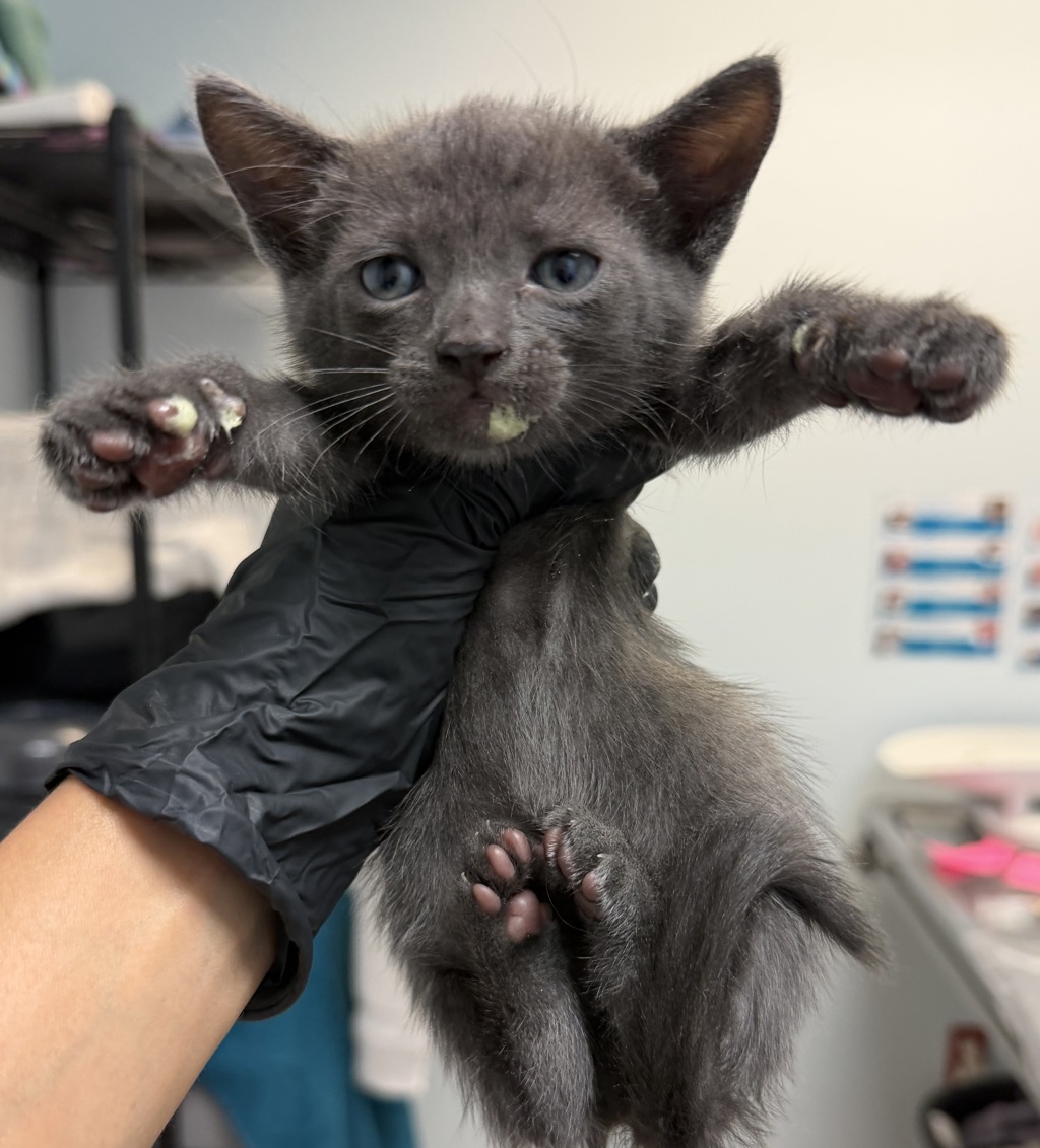 Shelter Stray Female Cat last seen Loma Alta, San Diego, CA, 92115, 5500 Gaines St, San Diego, CA 92110, USA