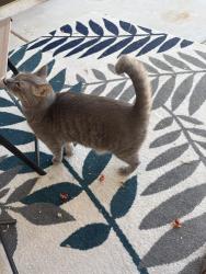 Found/Stray Unknown Cat last seen Angel park, Las Vegas, NV 89145