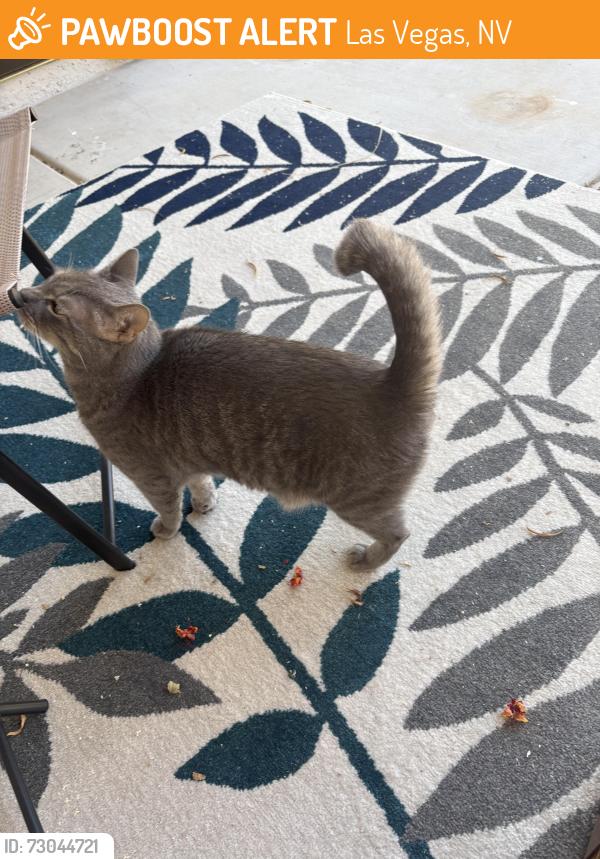 Found/Stray Unknown Cat last seen Angel park, Las Vegas, NV 89145