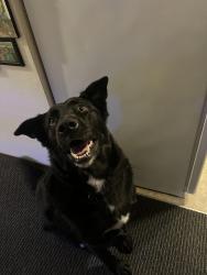 Lost Male Dog last seen 96th and Hosmer , Tacoma, WA 98444