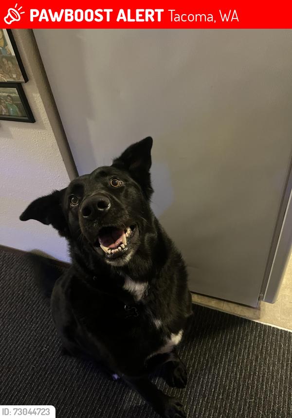 Lost Male Dog last seen 96th and Hosmer , Tacoma, WA 98444