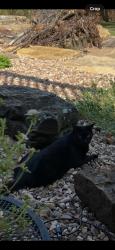 Lost Male Cat last seen 56th and Columbia, Tulsa, OK 74105