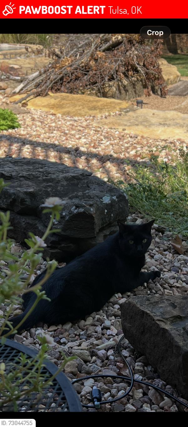Lost Male Cat last seen 56th and Columbia, Tulsa, OK 74105
