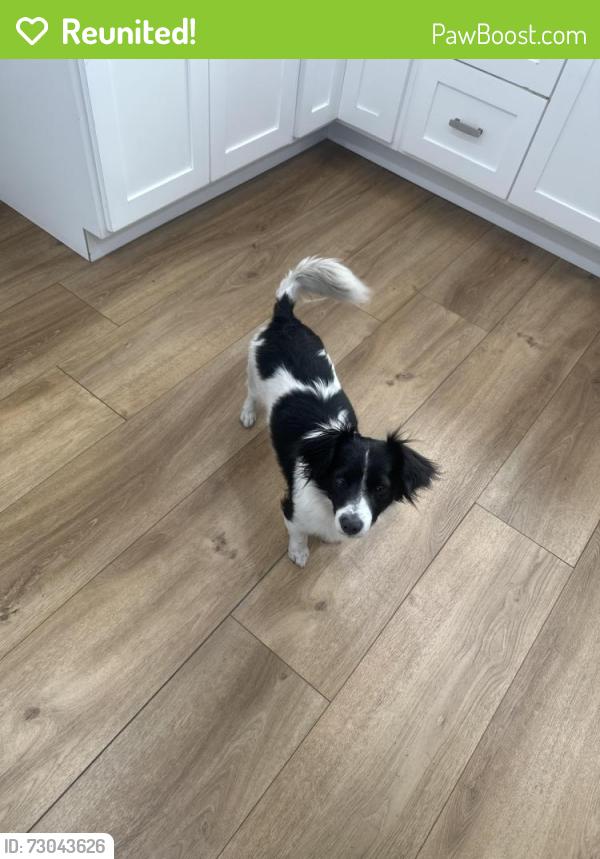 Reunited Female Dog last seen Dennison Townsend , Los Angeles, CA 90023