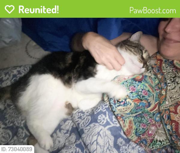 Reunited Male Cat last seen Fife, Webster, TX 77598