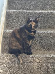 Reunited Female Cat last seen Sage Hill Development, Red Lion, PA 17356