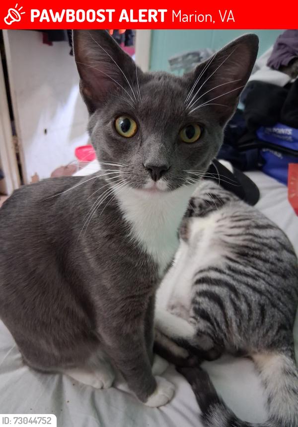 Lost Male Cat last seen Pearl Ave/ S. Park st./ Cherry St, Marion, VA 24354