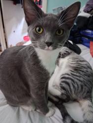 Lost Male Cat last seen Pearl Ave/ S. Park st./ Cherry St, Marion, VA 24354