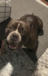 Reunited Male Dog last seen Foresthill blvd and Congress , West Palm Beach, FL 33406