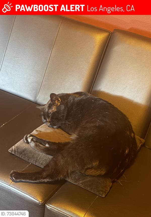 Lost Male Cat last seen Vanowen and Milwood, Los Angeles, CA 91303