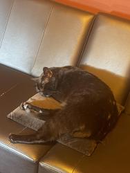 Lost Male Cat last seen Vanowen and Milwood, Los Angeles, CA 91303