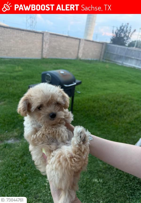 Lost Female Dog last seen Sachse road, Sachse, TX 75048