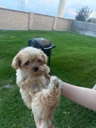 Lost Female Dog last seen Sachse road, Sachse, TX 75048