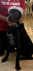 Lost Male Dog last seen Rainbow Lane and Rainsong, Cedar Hill, TX 75104