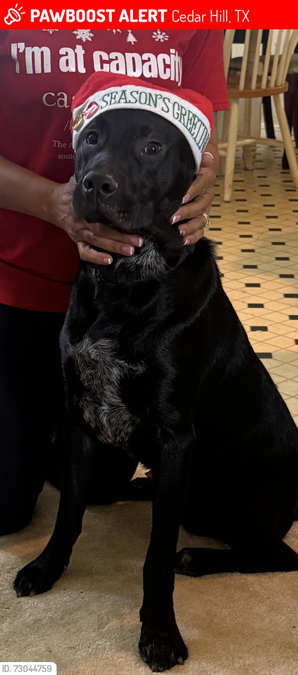 Lost Male Dog last seen Rainbow Lane and Rainsong, Cedar Hill, TX 75104