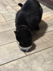 Reunited Male Cat last seen Glendale and Beechwood ave, Maple Shade, NJ 08052