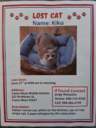 Lost Female Cat last seen Wilson between Harbor and Fairview , Costa Mesa, CA 92627