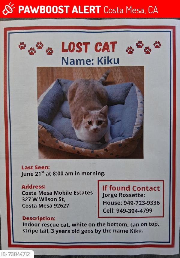 Lost Female Cat last seen Wilson between Harbor and Fairview , Costa Mesa, CA 92627