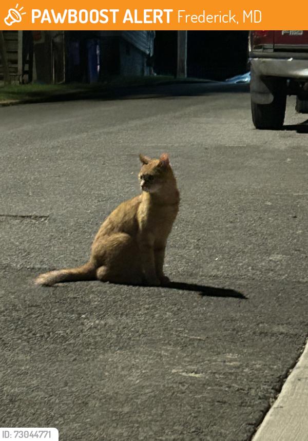 Found/Stray Unknown Cat last seen South Street Frederick, Maryland, Frederick, MD 21701