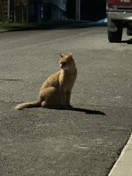 Found/Stray Unknown Cat last seen South Street Frederick, Maryland, Frederick, MD 21701