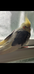 Found/Stray Unknown Bird last seen Hillsborough Boulevard in powerline Road in Deerfield Beach, Florida, Deerfield Beach, FL 33442