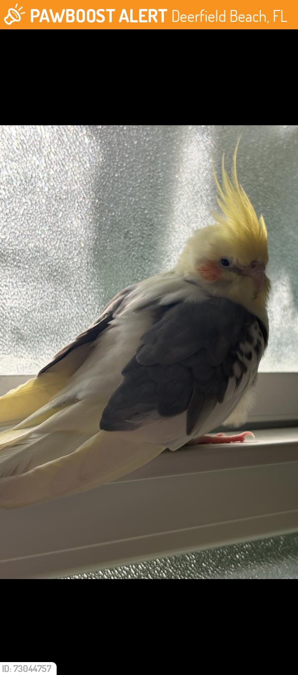 Found/Stray Unknown Bird last seen Hillsborough Boulevard in powerline Road in Deerfield Beach, Florida, Deerfield Beach, FL 33442