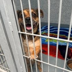 Shelter Stray Male Dog last seen , 12910 Yukon Ave, Hawthorne, CA 90250, USA