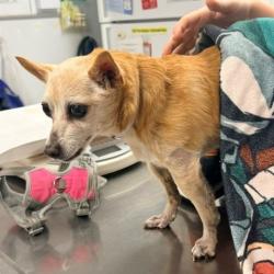 Shelter Stray Female Dog last seen , 12910 Yukon Ave, Hawthorne, CA 90250, USA