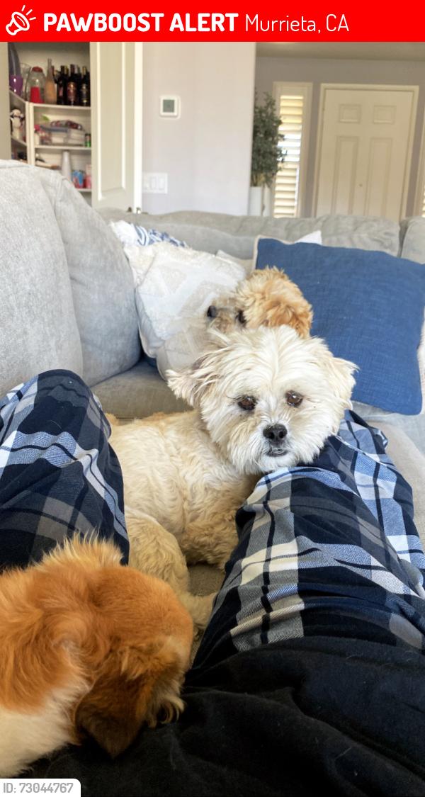 Lost Male Dog last seen Whitewood Rd, Murrieta, CA 92563
