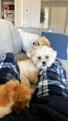 Lost Male Dog last seen Whitewood Rd, Murrieta, CA 92563