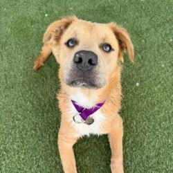 Shelter Stray Male Dog last seen , 3612 11th Ave, Los Angeles, CA 90018, USA