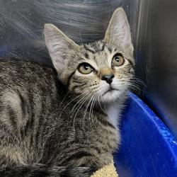Shelter Stray Male Cat last seen , 4575 E Mesquite Ave, Palm Springs, CA 92264, USA