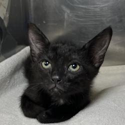 Shelter Stray Male Cat last seen , 4575 E Mesquite Ave, Palm Springs, CA 92264, USA