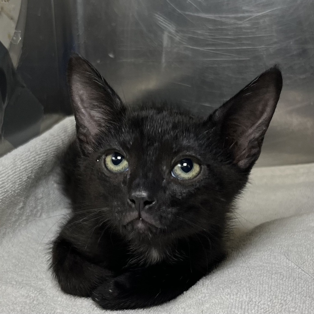 Shelter Stray Male Cat last seen , 4575 E Mesquite Ave, Palm Springs, CA 92264, USA