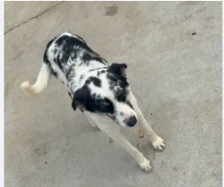 Reunited Female Dog last seen Thousand Oaks Blvd and Hampshire Doad, Thousand Oaks, CA 91362
