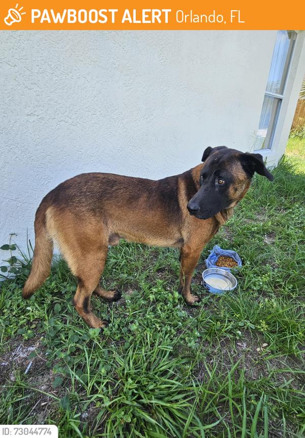 Found/Stray Male Dog last seen Near aspencrest ct, Orlando, FL 32835