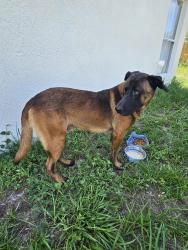 Found/Stray Male Dog last seen Near aspencrest ct, Orlando, FL 32835