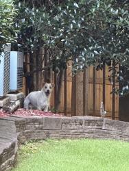 Found/Stray Male Dog last seen Cameron hall place, Lake Forrest Drive in Sandy Springs, Sandy Springs, GA 30328