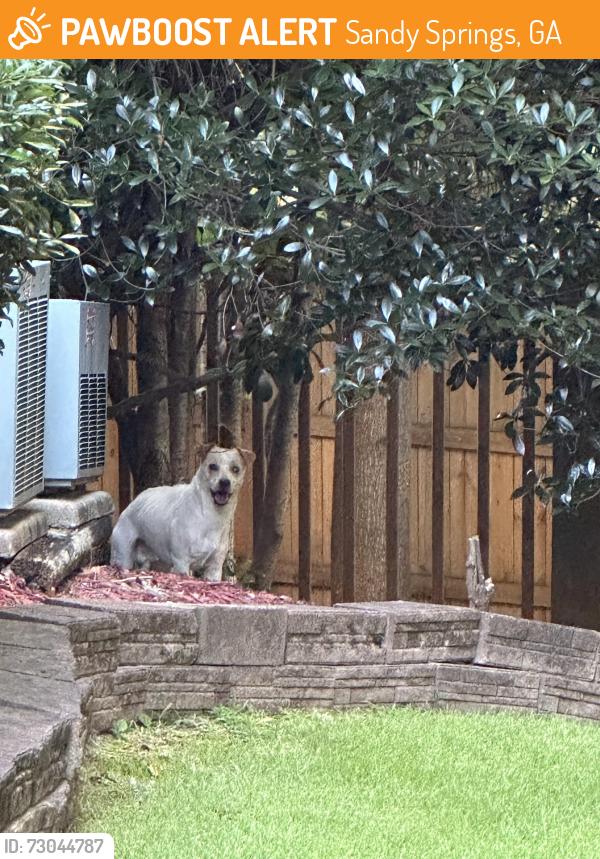 Found/Stray Male Dog last seen Cameron hall place, Lake Forrest Drive in Sandy Springs, Sandy Springs, GA 30328