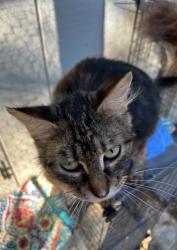 Found/Stray Female Cat last seen Hoffman Ave, Auburn, CA 95603