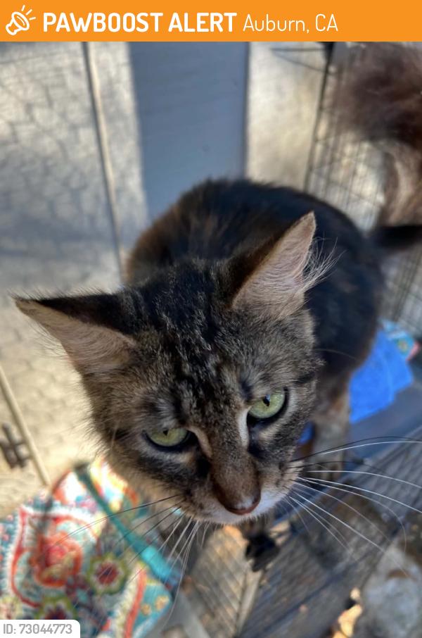 Found/Stray Female Cat last seen Hoffman Ave, Auburn, CA 95603