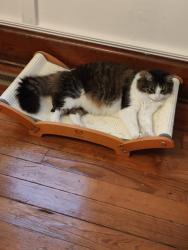 Lost Male Cat last seen East College and Pleasant , Westerville, OH 43081