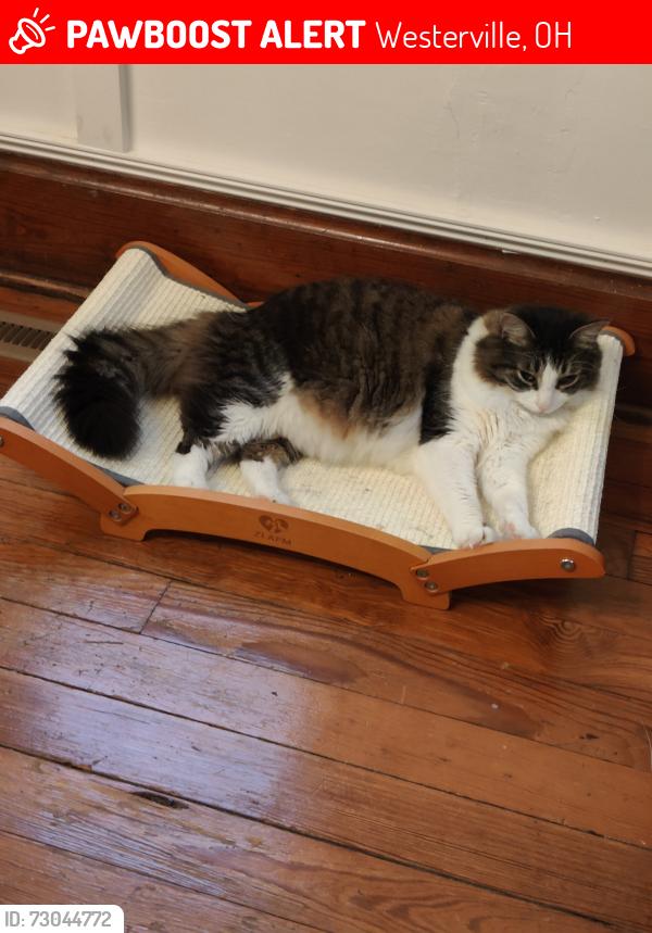 Lost Male Cat last seen East College and Pleasant , Westerville, OH 43081