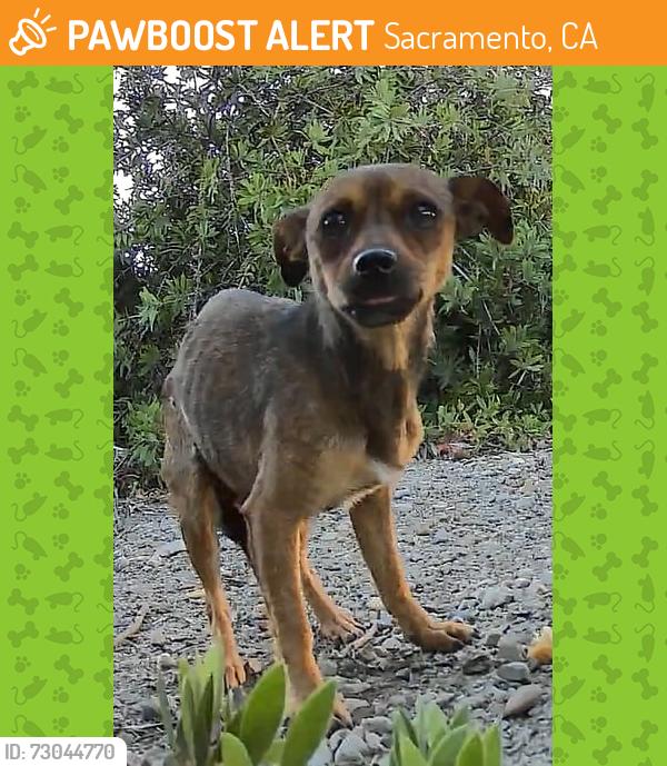 Found/Stray Female Dog last seen I-5 and Arena Blvd, Sacramento, CA 95834