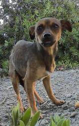 Found/Stray Female Dog last seen I-5 and Arena Blvd, Sacramento, CA 95834