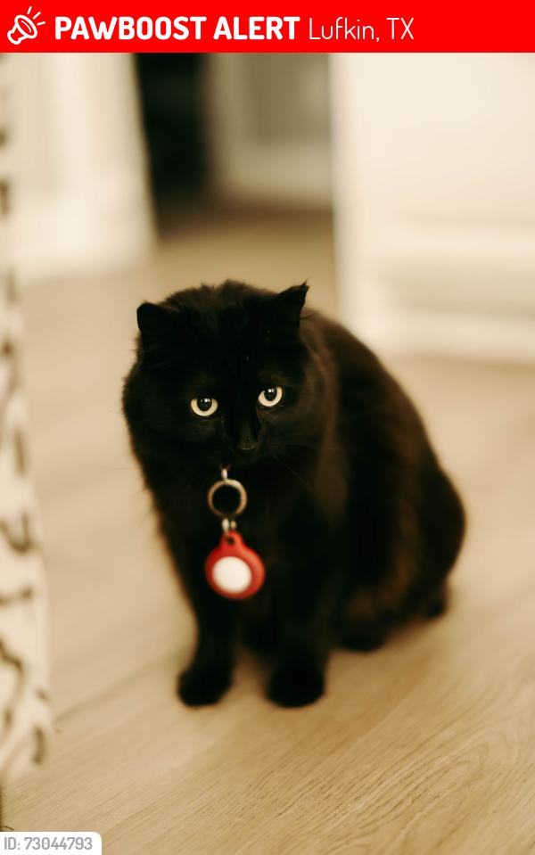 Lost Female Cat last seen Daniel McCall and Yaupon Ct, Lufkin, TX 75904