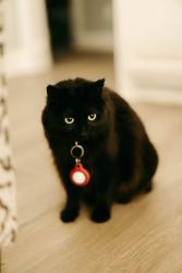 Lost Female Cat last seen Daniel McCall and Yaupon Ct, Lufkin, TX 75904