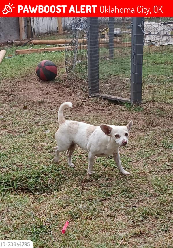 Lost Female Dog last seen Villa, Oklahoma City, OK 73107