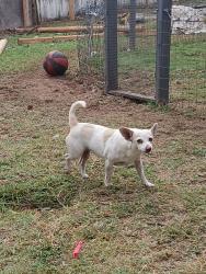 Lost Female Dog last seen Villa, Oklahoma City, OK 73107